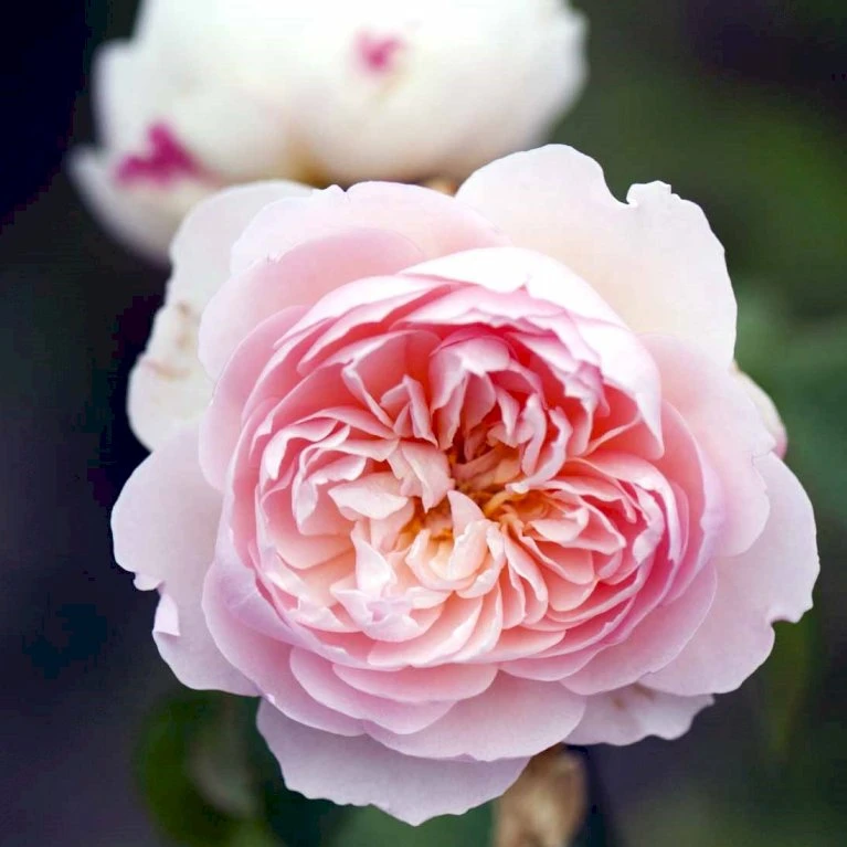 'Gentle Hermione' Rosa X 'Gentle Hermione' (Engelsk Rose) A-Kvalitet,- Barrods Roser Min. 3 Grene 8 'Gentle Hermione' Rosa X 'Gentle Hermione' (Engelsk Rose) A-Kvalitet,- Barrods Roser Min. 3 Grene - Billede 6