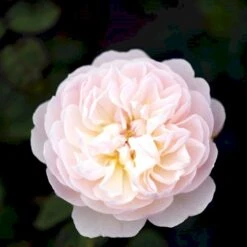 'Gentle Hermione' Rosa X 'Gentle Hermione' (Engelsk Rose) A-Kvalitet,- Barrods Roser Min. 3 Grene 17 'Gentle Hermione' Rosa X 'Gentle Hermione' (Engelsk Rose) A-Kvalitet,- Barrods Roser Min. 3 Grene -Osmoz Naturens Butik p5361 52995 rosa x gentle hermione engelsk rose dcd8