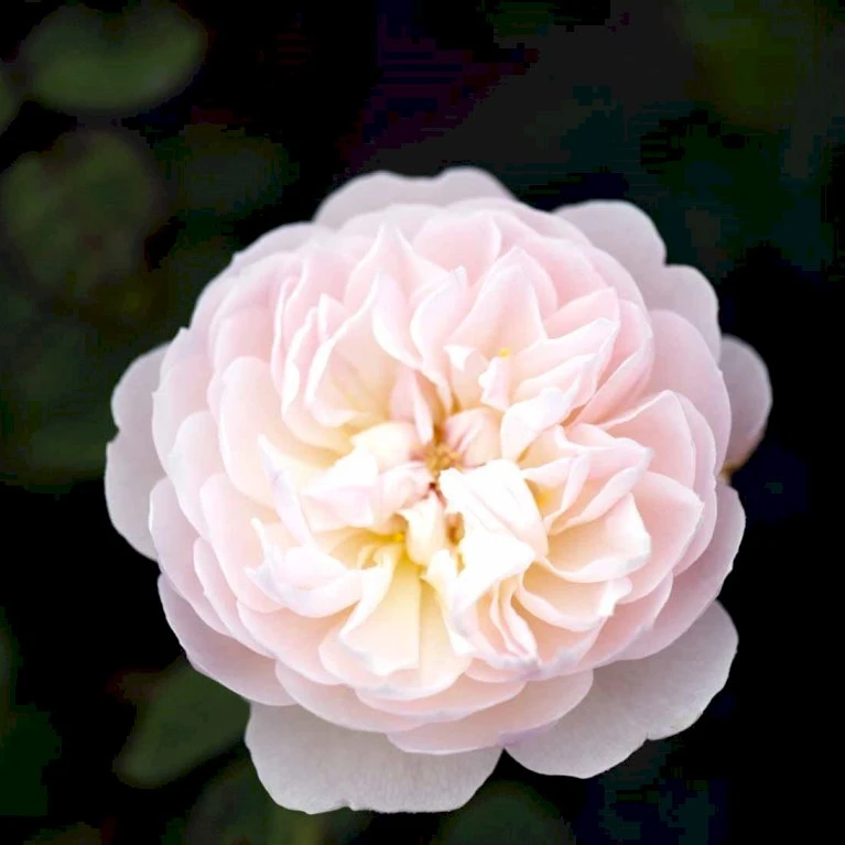 'Gentle Hermione' Rosa X 'Gentle Hermione' (Engelsk Rose) A-Kvalitet,- Barrods Roser Min. 3 Grene 9 'Gentle Hermione' Rosa X 'Gentle Hermione' (Engelsk Rose) A-Kvalitet,- Barrods Roser Min. 3 Grene - Billede 7