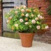 'Grace'™ Rosa X 'Grace'™ (Engelsk Rose) A-Kvalitet,- Barrods Roser Min. 3 Grene -Osmoz Naturens Butik p5362 53013 rosa x grace engelsk rose 5387