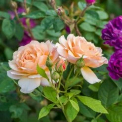 'Grace'™ Rosa X 'Grace'™ (Engelsk Rose) A-Kvalitet,- Barrods Roser Min. 3 Grene -Osmoz Naturens Butik p5362 53014 rosa x grace engelsk rose 4d66