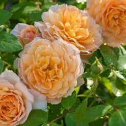 'Grace'™ Rosa X 'Grace'™ (Engelsk Rose) A-Kvalitet,- Barrods Roser Min. 3 Grene -Osmoz Naturens Butik p5362 53015 rosa x grace engelsk rose 1167