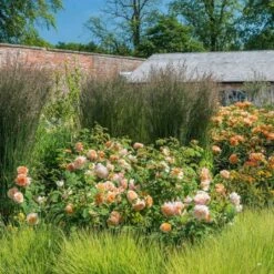 'Grace'™ Rosa X 'Grace'™ (Engelsk Rose) A-Kvalitet,- Barrods Roser Min. 3 Grene -Osmoz Naturens Butik p5362 53016 rosa x grace engelsk rose 0a85