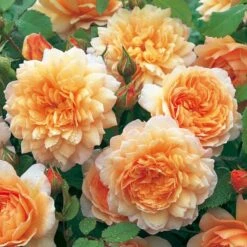 'Grace'™ Rosa X 'Grace'™ (Engelsk Rose) A-Kvalitet,- Barrods Roser Min. 3 Grene -Osmoz Naturens Butik p5362 53017 rosa x grace engelsk rose 9f41