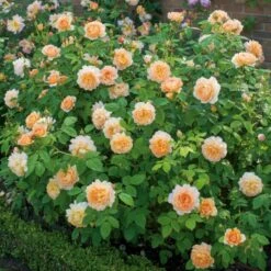 'Grace'™ Rosa X 'Grace'™ (Engelsk Rose) A-Kvalitet,- Barrods Roser Min. 3 Grene -Osmoz Naturens Butik p5362 53018 rosa x grace engelsk rose f994