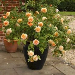 'Grace'™ Rosa X 'Grace'™ (Engelsk Rose) A-Kvalitet,- Barrods Roser Min. 3 Grene -Osmoz Naturens Butik p5362 53019 rosa x grace engelsk rose 5e18
