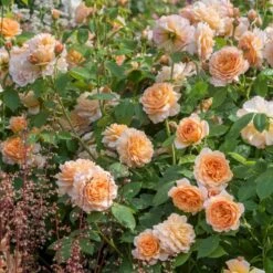 'Grace'™ Rosa X 'Grace'™ (Engelsk Rose) A-Kvalitet,- Barrods Roser Min. 3 Grene -Osmoz Naturens Butik p5362 53020 rosa x grace engelsk rose 3594