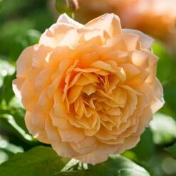'Grace'™ Rosa X 'Grace'™ (Engelsk Rose) A-Kvalitet,- Barrods Roser Min. 3 Grene -Osmoz Naturens Butik p5362 53021 rosa x grace engelsk rose 8a08