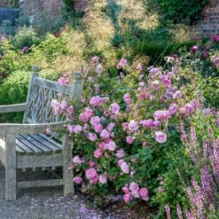 'Harlow Carr' Rosa X 'Harlow Carr' (Engelsk Rose) A-Kvalitet,- Barrods Roser Min. 3 Grene -Osmoz Naturens Butik p5364 53026 rosa x harlow carr engelsk rose f501