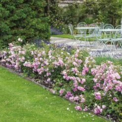 'Harlow Carr' Rosa X 'Harlow Carr' (Engelsk Rose) A-Kvalitet,- Barrods Roser Min. 3 Grene -Osmoz Naturens Butik p5364 53028 rosa x harlow carr engelsk rose 5c85