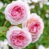 'James Galway'™ Rosa X 'James Galway'™ (Engelsk Rose) A-Kvalitet,- Barrods Roser Min. 3 Grene -Osmoz Naturens Butik p5366 53029 rosa x james galway engelsk rose 0b3d