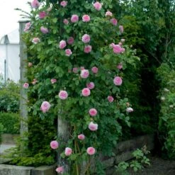 'James Galway'™ Rosa X 'James Galway'™ (Engelsk Rose) A-Kvalitet,- Barrods Roser Min. 3 Grene -Osmoz Naturens Butik p5366 53031 rosa x james galway engelsk rose 3407