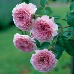 'James Galway'™ Rosa X 'James Galway'™ (Engelsk Rose) A-Kvalitet,- Barrods Roser Min. 3 Grene -Osmoz Naturens Butik p5366 53032 rosa x james galway engelsk rose 03a6