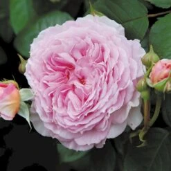 'James Galway'™ Rosa X 'James Galway'™ (Engelsk Rose) A-Kvalitet,- Barrods Roser Min. 3 Grene -Osmoz Naturens Butik p5366 53033 rosa x james galway engelsk rose cee7