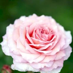 'James Galway'™ Rosa X 'James Galway'™ (Engelsk Rose) A-Kvalitet,- Barrods Roser Min. 3 Grene -Osmoz Naturens Butik p5366 53034 rosa x james galway engelsk rose bbce