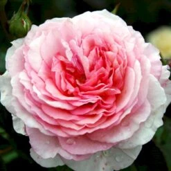 'James Galway'™ Rosa X 'James Galway'™ (Engelsk Rose) A-Kvalitet,- Barrods Roser Min. 3 Grene -Osmoz Naturens Butik p5366 53035 rosa x james galway engelsk rose c864