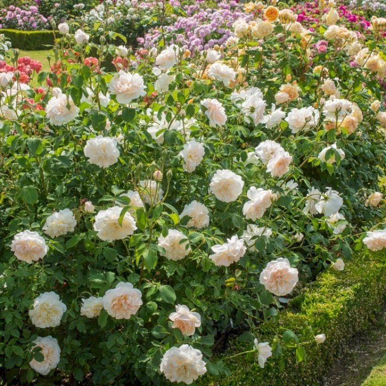 'Lichfield Angel'™ Rosa X 'Lichfield Angel'™ (Engelsk Rose) A-Kvalitet,- Barrods Roser Min. 3 Grene 3 'Lichfield Angel'™ Rosa X 'Lichfield Angel'™ (Engelsk Rose) A-Kvalitet,- Barrods Roser Min. 3 Grene