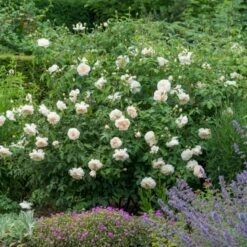 'Lichfield Angel'™ Rosa X 'Lichfield Angel'™ (Engelsk Rose) A-Kvalitet,- Barrods Roser Min. 3 Grene 11 'Lichfield Angel'™ Rosa X 'Lichfield Angel'™ (Engelsk Rose) A-Kvalitet,- Barrods Roser Min. 3 Grene -Osmoz Naturens Butik p5373 53059 rosa x lichfield angel engelsk rose 4a3b