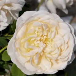 'Lichfield Angel'™ Rosa X 'Lichfield Angel'™ (Engelsk Rose) A-Kvalitet,- Barrods Roser Min. 3 Grene 13 'Lichfield Angel'™ Rosa X 'Lichfield Angel'™ (Engelsk Rose) A-Kvalitet,- Barrods Roser Min. 3 Grene -Osmoz Naturens Butik p5373 53061 rosa x lichfield angel engelsk rose 8d99