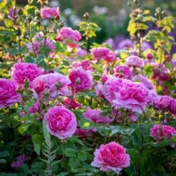 'Princess Alexandra Of Kent'™ Rosa X 'Princess Alexandra Of Kent'™ (Engelsk Rose) A-Kvalitet,- Barrods Roser Min. 3 Grene -Osmoz Naturens Butik p5379 53089 rosa x princess alexandra of kent engelsk rose f8dd