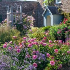 'Princess Alexandra Of Kent'™ Rosa X 'Princess Alexandra Of Kent'™ (Engelsk Rose) A-Kvalitet,- Barrods Roser Min. 3 Grene -Osmoz Naturens Butik p5379 53090 rosa x princess alexandra of kent engelsk rose d97b