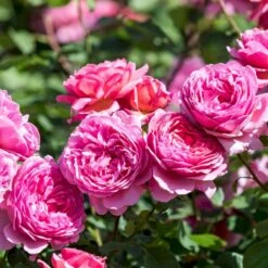 'Princess Alexandra Of Kent'™ Rosa X 'Princess Alexandra Of Kent'™ (Engelsk Rose) A-Kvalitet,- Barrods Roser Min. 3 Grene -Osmoz Naturens Butik p5379 53091 rosa x princess alexandra of kent engelsk rose 72bf