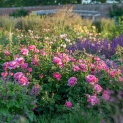 'Princess Alexandra Of Kent'™ Rosa X 'Princess Alexandra Of Kent'™ (Engelsk Rose) A-Kvalitet,- Barrods Roser Min. 3 Grene -Osmoz Naturens Butik p5379 53092 rosa x princess alexandra of kent engelsk rose 6383