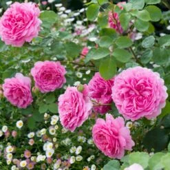 'Princess Alexandra Of Kent'™ Rosa X 'Princess Alexandra Of Kent'™ (Engelsk Rose) A-Kvalitet,- Barrods Roser Min. 3 Grene -Osmoz Naturens Butik p5379 53094 rosa x princess alexandra of kent engelsk rose 7b87