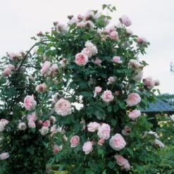'St. Swithun' Rosa X 'St. Swithun' (Engelsk Rose) A-Kvalitet,- Barrods Roser Min. 3 Grene -Osmoz Naturens Butik p5386 53125 rosa x st swithun engelsk rose 4894