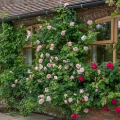 'St. Swithun' Rosa X 'St. Swithun' (Engelsk Rose) A-Kvalitet,- Barrods Roser Min. 3 Grene -Osmoz Naturens Butik p5386 53128 rosa x st swithun engelsk rose de53