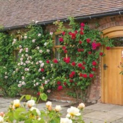 'St. Swithun' Rosa X 'St. Swithun' (Engelsk Rose) A-Kvalitet,- Barrods Roser Min. 3 Grene -Osmoz Naturens Butik p5386 53129 rosa x st swithun engelsk rose df28