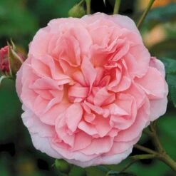 'Strawberry Hill' Rosa X 'Strawberry Hill' (Engelsk Rose) A-Kvalitet,- Barrods Roser Min. 3 Grene -Osmoz Naturens Butik p5387 53133 rosa x strawberry hill engelsk rose bc96