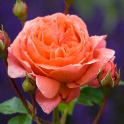 'Summer Song'™ Rosa X 'Summer Song'™ (Engelsk Rose) A-Kvalitet,- Barrods Roser Min. 3 Grene -Osmoz Naturens Butik p5388 53138 rosa x summer song engelsk rose 4372