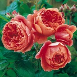 'Summer Song'™ Rosa X 'Summer Song'™ (Engelsk Rose) A-Kvalitet,- Barrods Roser Min. 3 Grene -Osmoz Naturens Butik p5388 53139 rosa x summer song engelsk rose 7e85