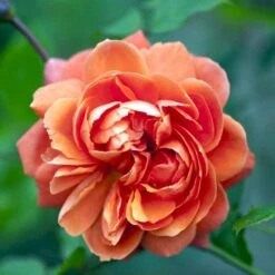 'Summer Song'™ Rosa X 'Summer Song'™ (Engelsk Rose) A-Kvalitet,- Barrods Roser Min. 3 Grene -Osmoz Naturens Butik p5388 53140 rosa x summer song engelsk rose 2953