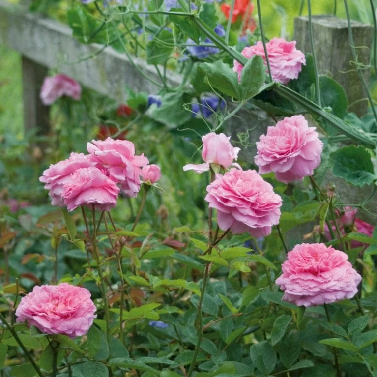 'The Mayflower' Rosa X 'The Mayflower' (Engelsk Rose) A-Kvalitet,- Barrods Roser Min. 3 Grene 7 'The Mayflower' Rosa X 'The Mayflower' (Engelsk Rose) A-Kvalitet,- Barrods Roser Min. 3 Grene - Billede 5