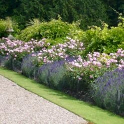 'The Mayflower' Rosa X 'The Mayflower' (Engelsk Rose) A-Kvalitet,- Barrods Roser Min. 3 Grene 19 'The Mayflower' Rosa X 'The Mayflower' (Engelsk Rose) A-Kvalitet,- Barrods Roser Min. 3 Grene -Osmoz Naturens Butik p5394 53188 rosa x the mayflower engelsk rose 8b86