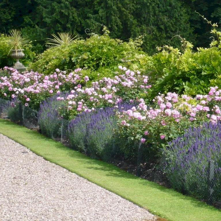 'The Mayflower' Rosa X 'The Mayflower' (Engelsk Rose) A-Kvalitet,- Barrods Roser Min. 3 Grene 8 'The Mayflower' Rosa X 'The Mayflower' (Engelsk Rose) A-Kvalitet,- Barrods Roser Min. 3 Grene - Billede 6