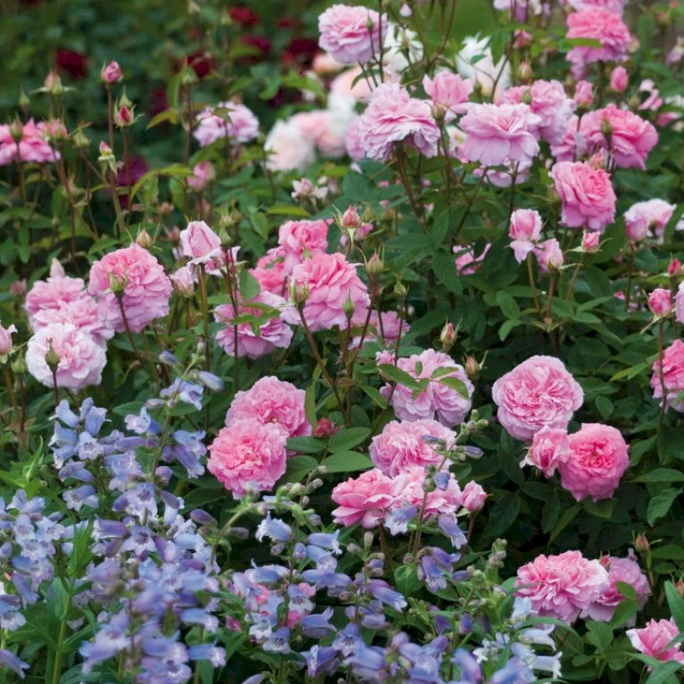 'The Mayflower' Rosa X 'The Mayflower' (Engelsk Rose) A-Kvalitet,- Barrods Roser Min. 3 Grene 9 'The Mayflower' Rosa X 'The Mayflower' (Engelsk Rose) A-Kvalitet,- Barrods Roser Min. 3 Grene - Billede 7