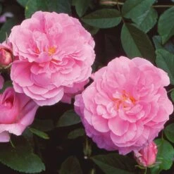 'The Mayflower' Rosa X 'The Mayflower' (Engelsk Rose) A-Kvalitet,- Barrods Roser Min. 3 Grene 21 'The Mayflower' Rosa X 'The Mayflower' (Engelsk Rose) A-Kvalitet,- Barrods Roser Min. 3 Grene -Osmoz Naturens Butik p5394 53190 rosa x the mayflower engelsk rose d256