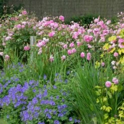 'The Mayflower' Rosa X 'The Mayflower' (Engelsk Rose) A-Kvalitet,- Barrods Roser Min. 3 Grene 22 'The Mayflower' Rosa X 'The Mayflower' (Engelsk Rose) A-Kvalitet,- Barrods Roser Min. 3 Grene -Osmoz Naturens Butik p5394 53191 rosa x the mayflower engelsk rose 35c1