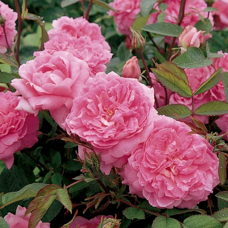 'The Mayflower' Rosa X 'The Mayflower' (Engelsk Rose) A-Kvalitet,- Barrods Roser Min. 3 Grene 12 'The Mayflower' Rosa X 'The Mayflower' (Engelsk Rose) A-Kvalitet,- Barrods Roser Min. 3 Grene - Billede 10