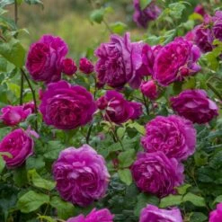 'Young Lycidas' Rosa X 'Young Lycidas' (Engelsk Rose) A-Kvalitet,- Barrods Roser Min. 3 Grene -Osmoz Naturens Butik p5401 53257 rosa x young lycidas engelsk rose 877e