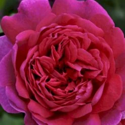 'Young Lycidas' Rosa X 'Young Lycidas' (Engelsk Rose) A-Kvalitet,- Barrods Roser Min. 3 Grene -Osmoz Naturens Butik p5401 53259 rosa x young lycidas engelsk rose cd3a