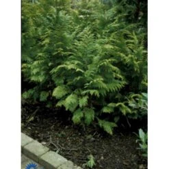 Ædelcypres 'Stardust' Chamaecyparis Lawsoniana 'Stardust' Potte 2,0 Liter,- 25-30 Cm. -Osmoz Naturens Butik p544 443 chamaecyparis lawsoniana stardust 911e