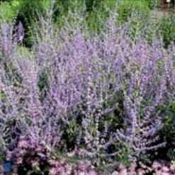 Russisk Salvie 'Blue Spire' Perovskia Atriplicifolia 'Blue Spire' Potte 2 Liter. 11 Russisk Salvie 'Blue Spire' Perovskia Atriplicifolia 'Blue Spire' Potte 2 Liter. -Osmoz Naturens Butik p5598 4154 perovskia atriplicifolia blue spire 1283