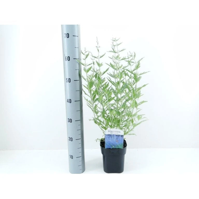 Russisk Salvie 'Blue Spire' Perovskia Atriplicifolia 'Blue Spire' Potte 2 Liter. 3 Russisk Salvie 'Blue Spire' Perovskia Atriplicifolia 'Blue Spire' Potte 2 Liter.