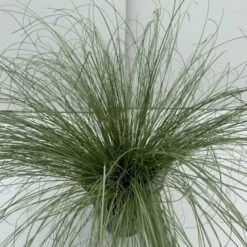Star 'Frosted Curls' Carex Comans 'Frosted Curls' Potte 2 Liter.