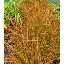 Star 'Prairie Fire' Carex Testacea 'Prairie Fire' Potte 2 Liter. 7 Star 'Prairie Fire' Carex Testacea 'Prairie Fire' Potte 2 Liter. -Osmoz Naturens Butik p5705 36053 carex testacea acc1