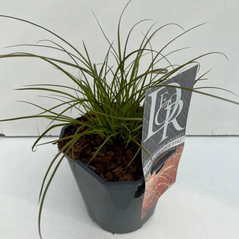 Star 'Prairie Fire' Carex Testacea 'Prairie Fire' Potte 2 Liter. 2 Star 'Prairie Fire' Carex Testacea 'Prairie Fire' Potte 2 Liter.